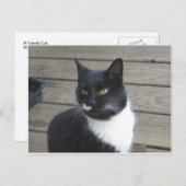 A Tuxedo Cat Briefkaart (Voorkant / Achterkant)