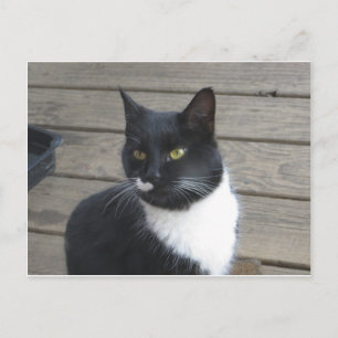 A Tuxedo Cat Briefkaart