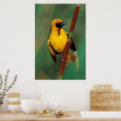 A Village Weaver calling while perched on a Reed Poster (Keuken)