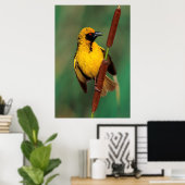 A Village Weaver calling while perched on a Reed Poster (Thuiskantoor)