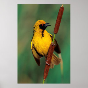 A Village Weaver calling while perched on a Reed Poster