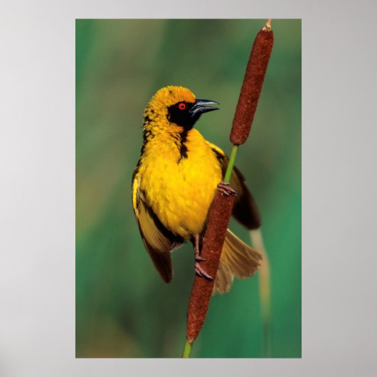 A Village Weaver calling while perched on a Reed Poster (Voorkant)