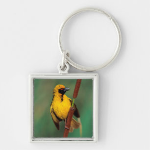 A Village Weaver calling while perched on a Reed Sleutelhanger