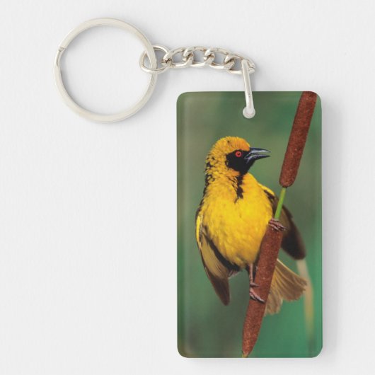 A Village Weaver calling while perched on a Reed Sleutelhanger (Voorkant)