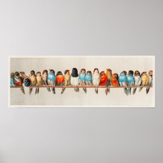  A vogelbaard Poster (Voorkant)