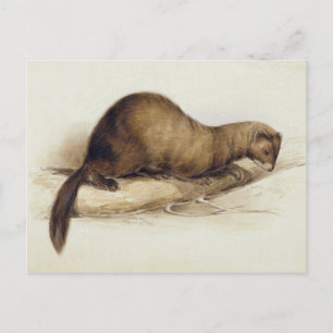 A Weasel, 1832 (m/c, pen, inkt, gouache en gombove Briefkaart
