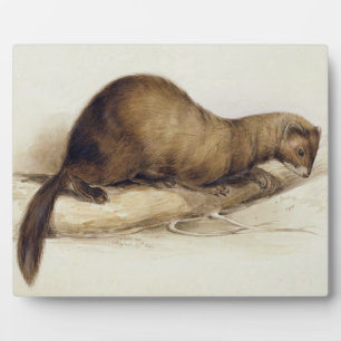 A Weasel, 1832 (m/c, pen, inkt, gouache en gombove Fotoplaat