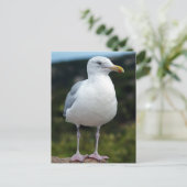 A Young Seagull Briefkaart (Staand voorkant)