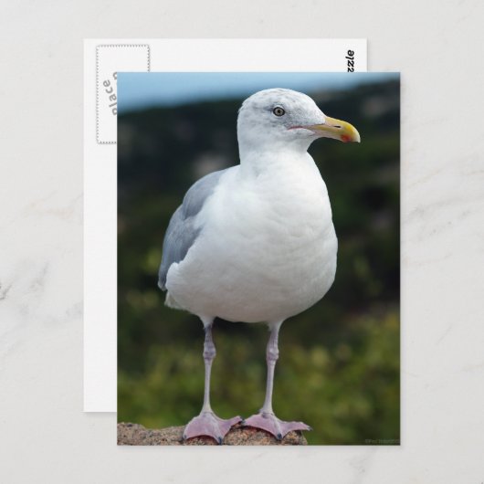A Young Seagull Briefkaart (Voorkant / Achterkant)