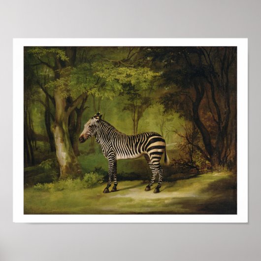 A Zebra, 1763 (olie op doek) Poster (Voorkant)