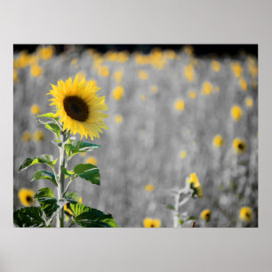 A Zonnebloemen Poster