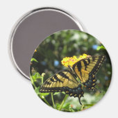 AA- Aimant à papillon à queue jaune (Recto/Verso)