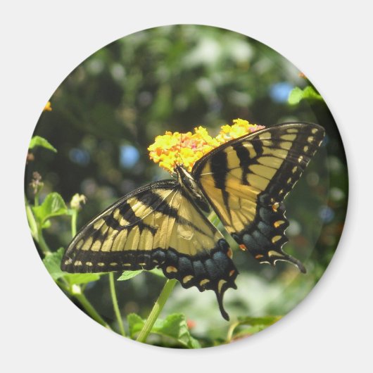 AA- Aimant à papillon à queue jaune (Devant)