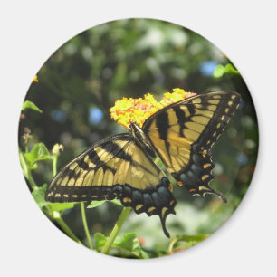 AA aimant jaune de papillon de machaon