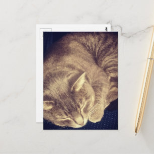 aaiende grijze tabby kat die slaapt briefkaart