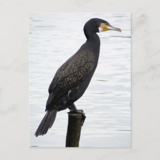 aalscholver briefkaart