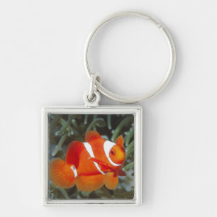 aalvis sleutelhanger