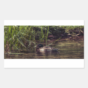 Aan de rand van Pond Rechthoekige Sticker