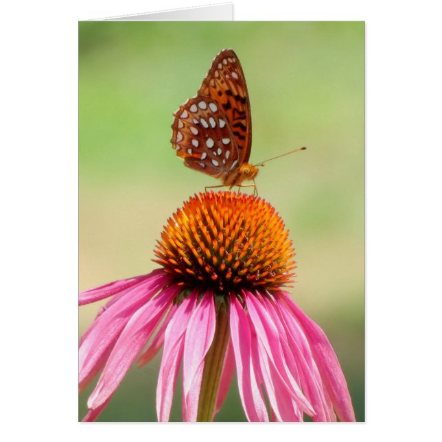 Aan de top - Fritillary Butterfly (Voorkant)