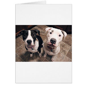 aanbiddelijke pitbull puppy's honden