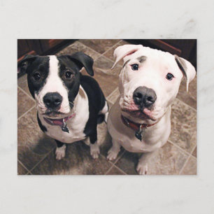 aanbiddelijke pitbull puppy's honden briefkaart