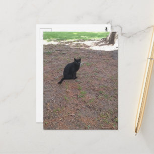 aandoenlijk cute zwerf zwarte katje briefkaart