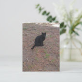 aandoenlijk zwerfzwart katje briefkaart (Staand voorkant)