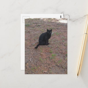 aandoenlijk zwerfzwart katje briefkaart