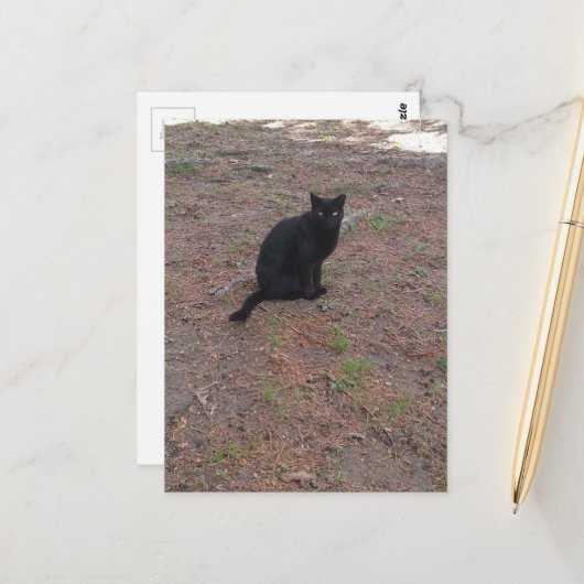 aandoenlijk zwerfzwart katje briefkaart (Voorkant / Achterkant in situ)