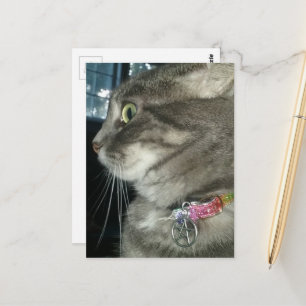 aandoenlijke grijze tabby kat draagt een pentagram briefkaart