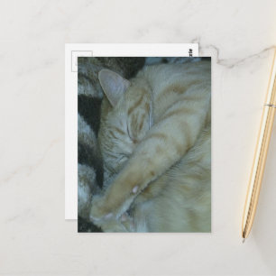aandoenlijke kaneelkleurige kitten die slaapt briefkaart