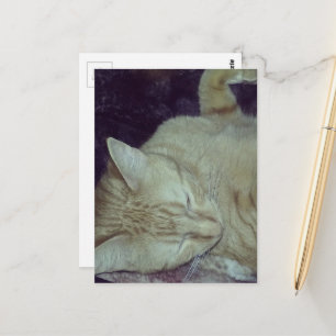 aangename rode poes in bed briefkaart