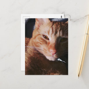 aangename rode poes in bed in de zon briefkaart
