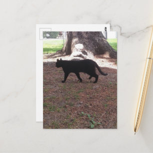 aangename zwerfkat zwarte kitten briefkaart