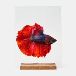 Aangepast 11 "x 14" Acryl Teken, met Houtblok Acryl Bord