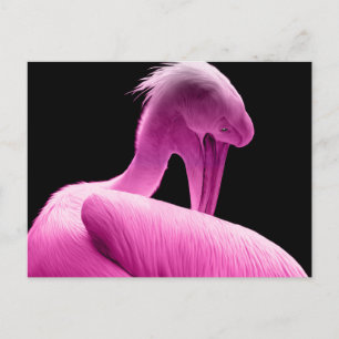 Aangepast Briefkaart voor Hot Pink Pelican