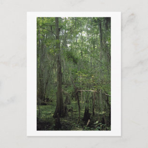 Aangepast Louisiana-fotoBriefkaart van de moerasse Briefkaart