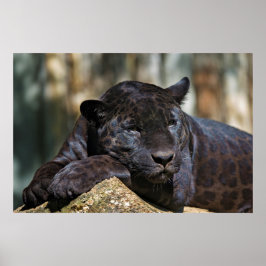 Aangepast Poster voor panter 24 x 16 inch