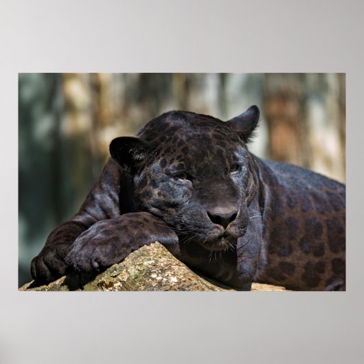 Aangepast Poster voor panter 24 x 16 inch (Voorkant)