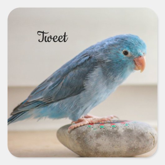 Aangepaste blauwe parrotlet Pet Bird Vierkante Sticker (Voorkant)