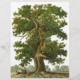 Aangepaste brochure voor  eikenstructuur