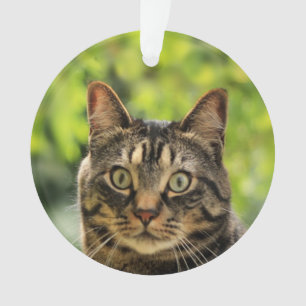 Aangepaste bruine tabby kat foto ornament
