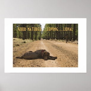 Aangepaste Chocolate Labrador Puppy Op Bospad Poster