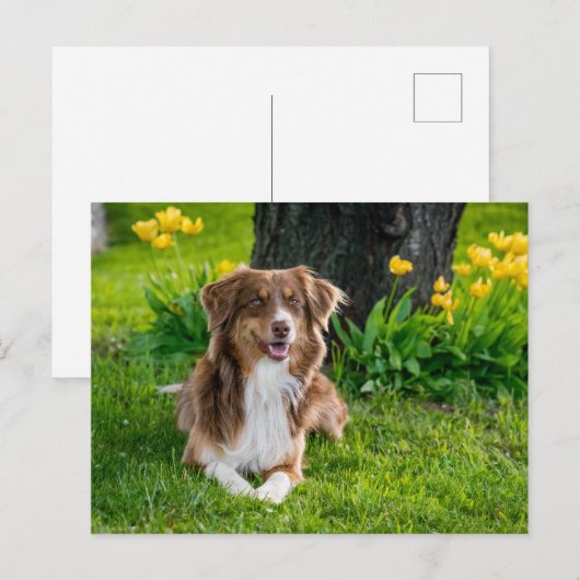 Aangepaste foto briefkaart (Voorkant / Achterkant)