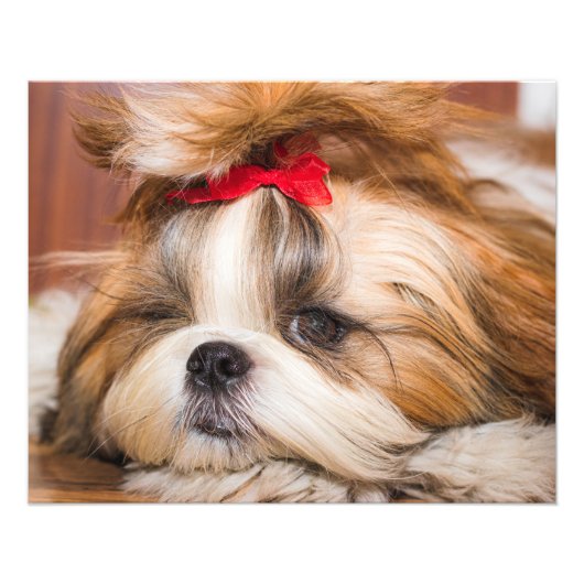 Aangepaste foto van je hond van een huisdier afdruk (Voorkant)