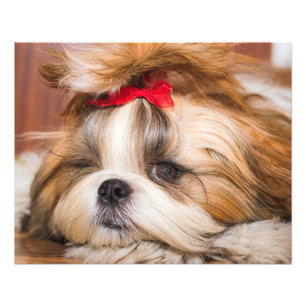 Aangepaste foto van je hond van een huisdier foto afdruk