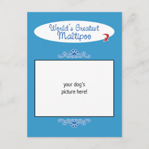 Aangepaste foto! Wereld grootste Maltipoo Briefkaart