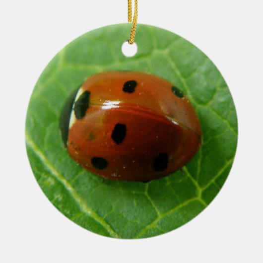 Aangepaste geboortedag in het Ladybug Keramisch Ornament (Voorkant)