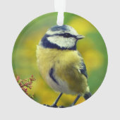 Aangepaste Geel-breasted Blue Chat Foto Ornament (achterkant)