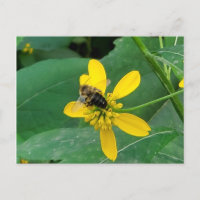 Aangepaste hommel op een gele bloem ansichtkaarten